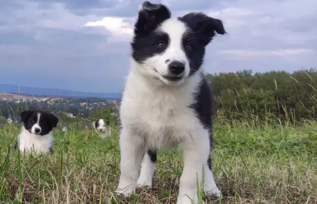 Border Collie - śliczna suczka z hodowli, komplet dok. 1