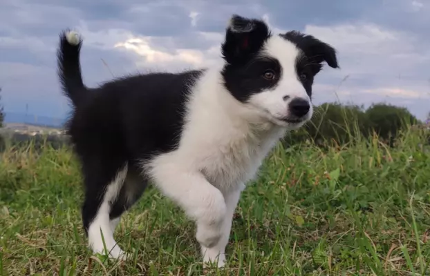 Border Collie - śliczna suczka z hodowli, komplet dok. 2