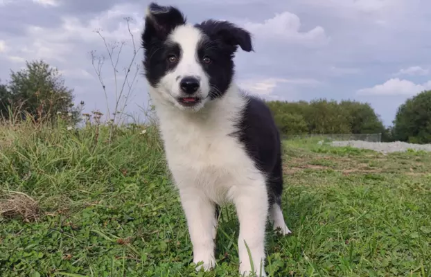 Border Collie - śliczna suczka z hodowli, komplet dok. 3