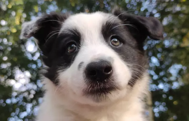 Border Collie - śliczna suczka z hodowli, komplet dok. 4