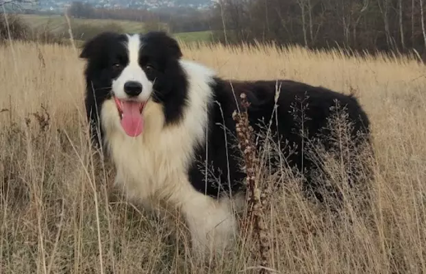 Border Collie - śliczna suczka z hodowli, komplet dok. 5