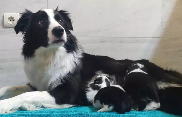 Border Collie - śliczna suczka z hodowli, komplet dok. 7