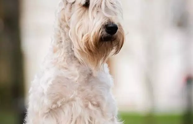 Irish soft coated wheaten terrier - planowany miot 1