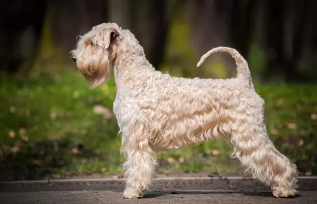 Irish soft coated wheaten terrier - planowany miot 4