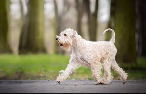 Irish soft coated wheaten terrier - planowany miot 5