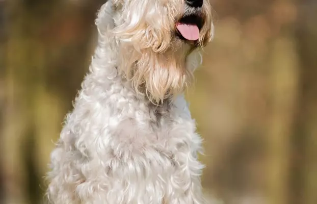 Irish soft coated wheaten terrier - planowany miot 6