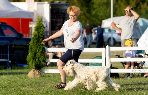 Irish soft coated wheaten terrier - planowany miot 7