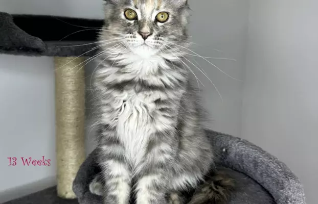 Kocięta Maine Coon - hcm N/N 3