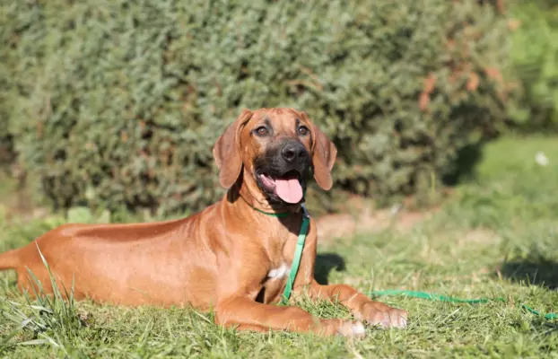 ostatnia Rhodesian Ridgeback po pracujących rodzicach 1