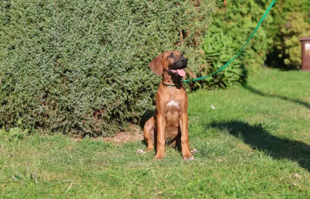 ostatnia Rhodesian Ridgeback po pracujących rodzicach 2