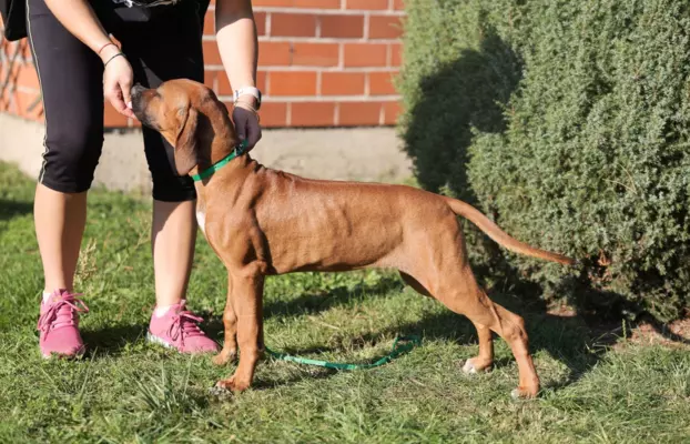 ostatnia Rhodesian Ridgeback po pracujących rodzicach 3