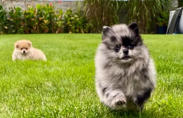 Dziewczynka Pomeranian Blue Merle 1