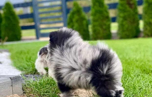 Dziewczynka Pomeranian Blue Merle 5