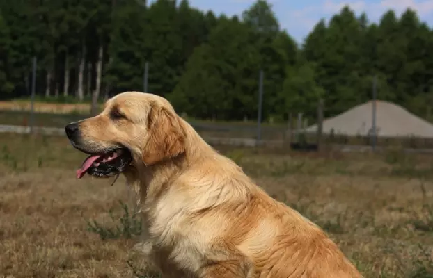 Golden Retriever ciemno - złota szczeniaki 7