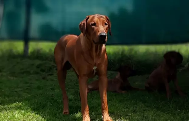 Zapowiedź miotu Szczeniak Rhodesian Ridgeback - miot 2024/25 3