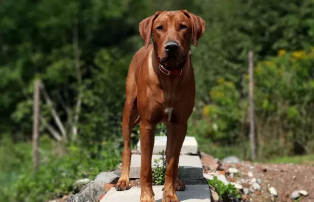 Zapowiedź miotu Szczeniak Rhodesian Ridgeback - miot 2024/25 4