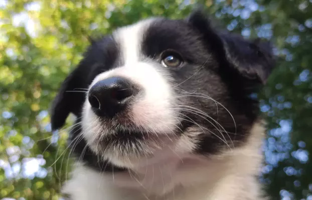 Szczenię Border Collie - Pies 1