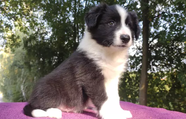 Szczenię Border Collie - Pies 3