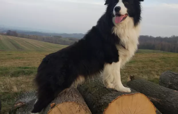 Szczenię Border Collie - Pies 8