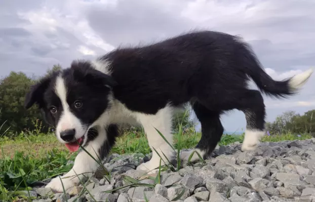 Szczenię Border Collie - Pies 5