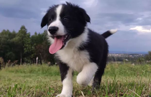 Szczenię Border Collie - Pies 2