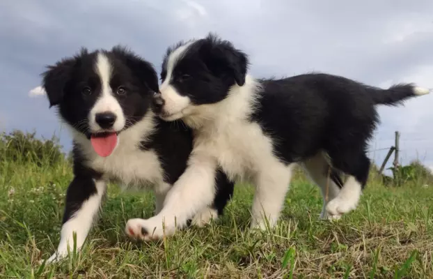 Szczenię Border Collie - Pies 6