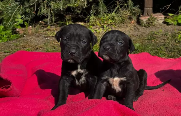 Szczeniaki Cane Corso 2