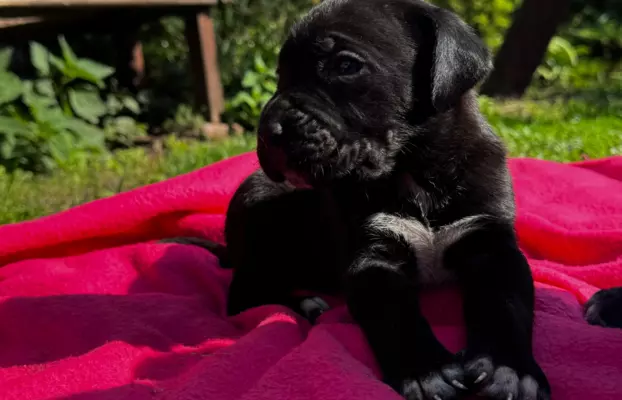 Szczeniaki Cane Corso 3