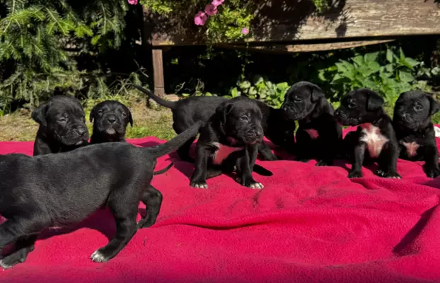 Szczeniaki Cane Corso 1