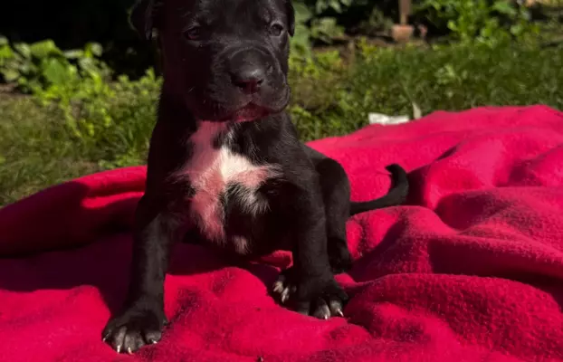 Szczeniaki Cane Corso 5