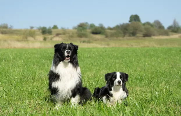 Szczeniaki Border Collie ZKwP / FCI 5