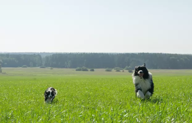 Szczeniaki Border Collie ZKwP / FCI 6