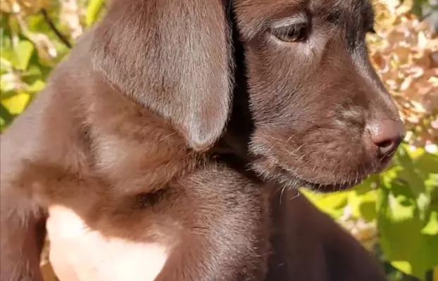 Labrador Czekoladowy - Szczenieta 3