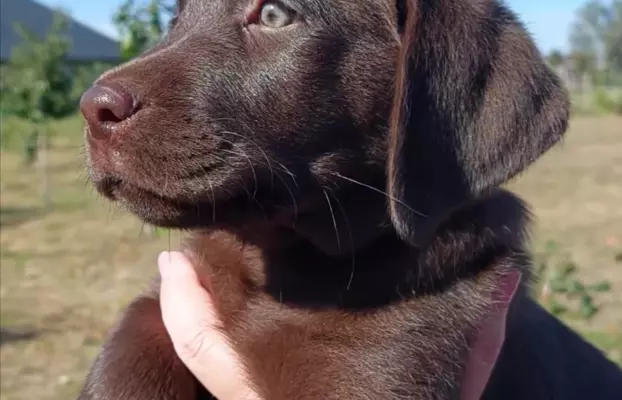 Labrador Czekoladowy - Szczenieta 2