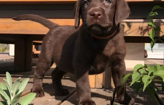 Labrador Czekoladowy - Szczenieta 1