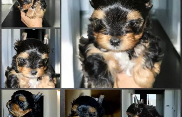 Pieski Yorkshire Terrier Black Tan, Golddust, Blueberry 5