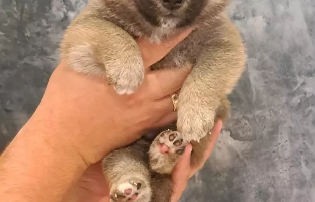 Dostępne do rezerwacji szczeniaczki Shiba Inu ZKWP 1