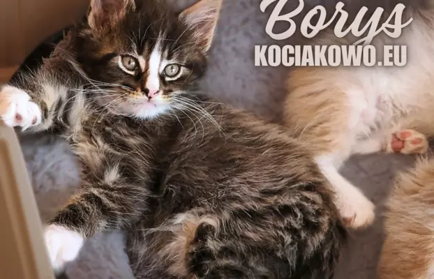 Kocięta Maine Coon kocur rodowodem TICA, WCC 2