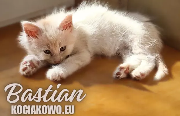 Kocięta Maine Coon kocur rodowodem TICA, WCC 8