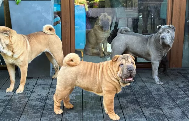 SHAR-PEI hodowla domowa shar pei FCI szczeniaczek do odbioru 10