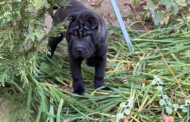 SHAR-PEI hodowla domowa shar pei FCI szczeniaczek do odbioru 1