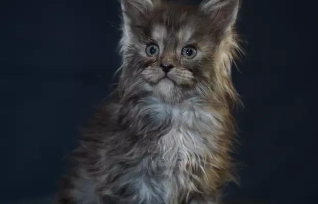 Kocięta Maine Coon 1