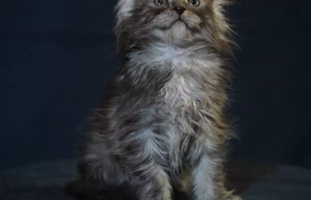 Kocięta Maine Coon 3