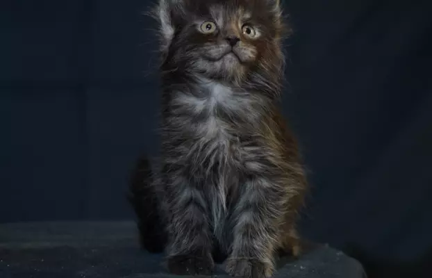 Kocięta Maine Coon 5