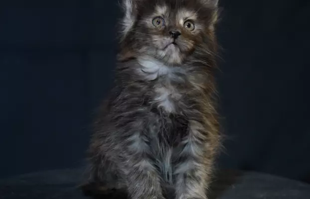 Kocięta Maine Coon 6