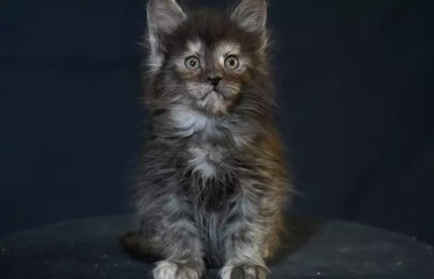 Kocięta Maine Coon 7