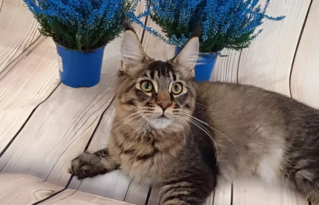 Kotka Ella Maine coon 4