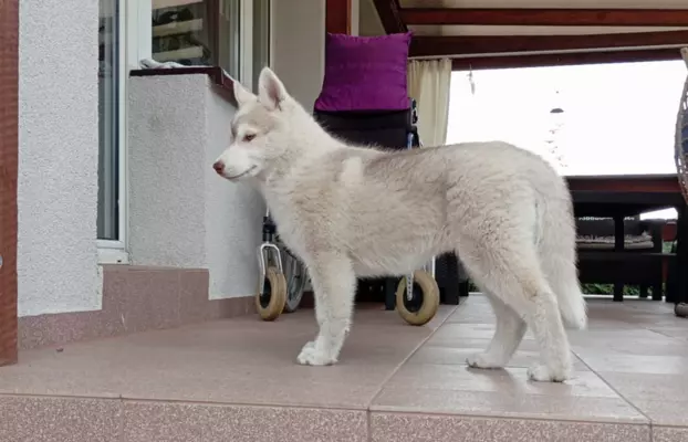 Siberian Husky suczka 5