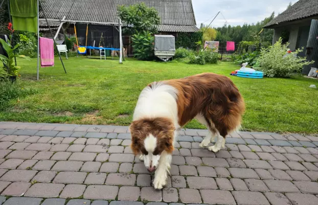 border collie ZKwP FCI czekoladowe szczeniaki 5