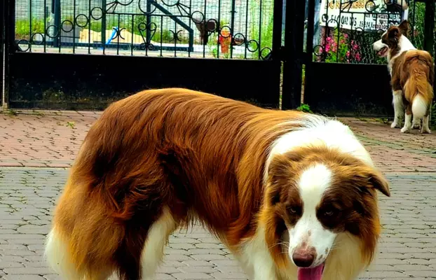 border collie ZKwP FCI czekoladowe szczeniaki 7